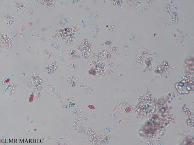 phyto/Pertuis Charentais/Ars_st2/PAMPAS 2019-2021/Chroomonas sp (old Chroomonas sp -FIERDARS_St2_r1_270120-005).tif(copy)_thumb.jpg